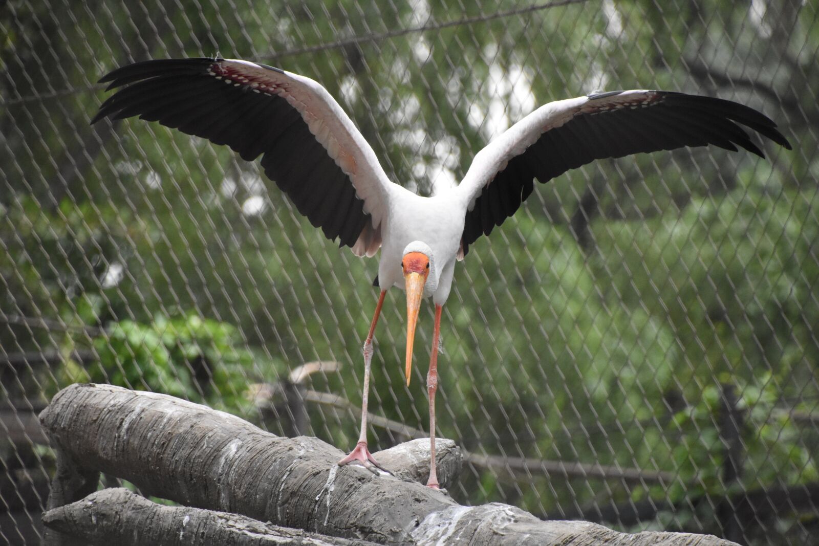Nikon D7200 sample photo. Take off, birds, animal photography