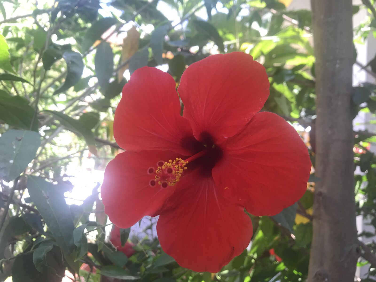 iPhone 7 back camera 3.99mm f/1.8 sample photo. Flower, leaves, plant photography