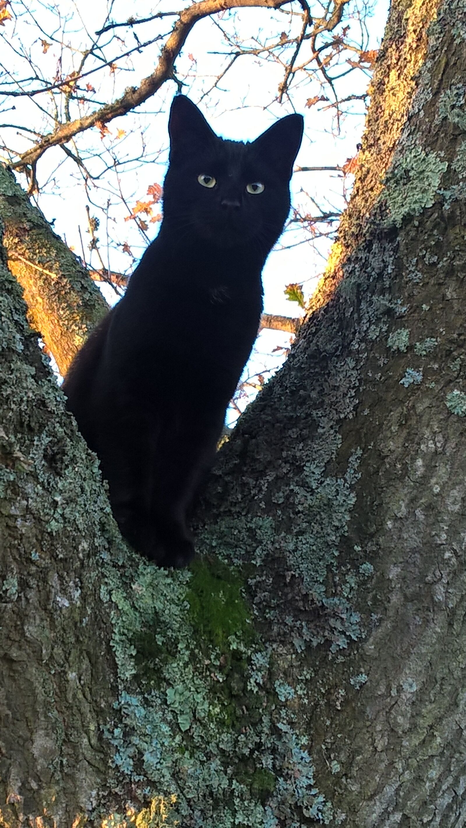Microsoft Lumia 640 LTE sample photo. Cat, black, fur photography