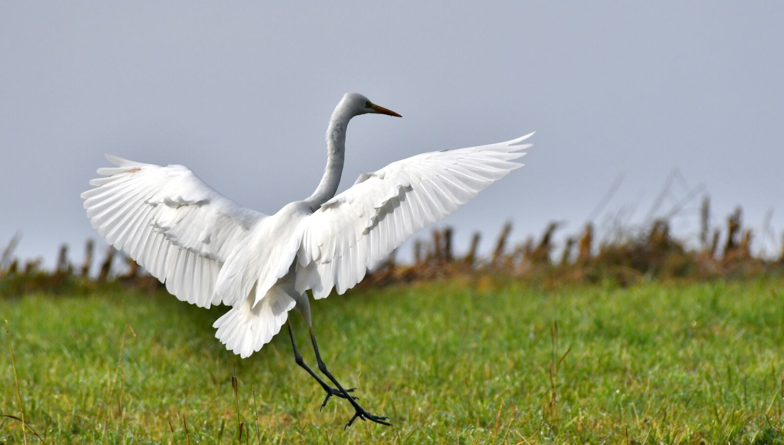 Nikon D500 sample photo. Great white egret, bird photography