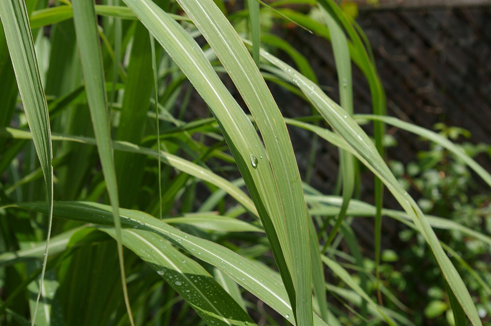 Pentax *ist DL sample photo. Zen, tall grass, water photography