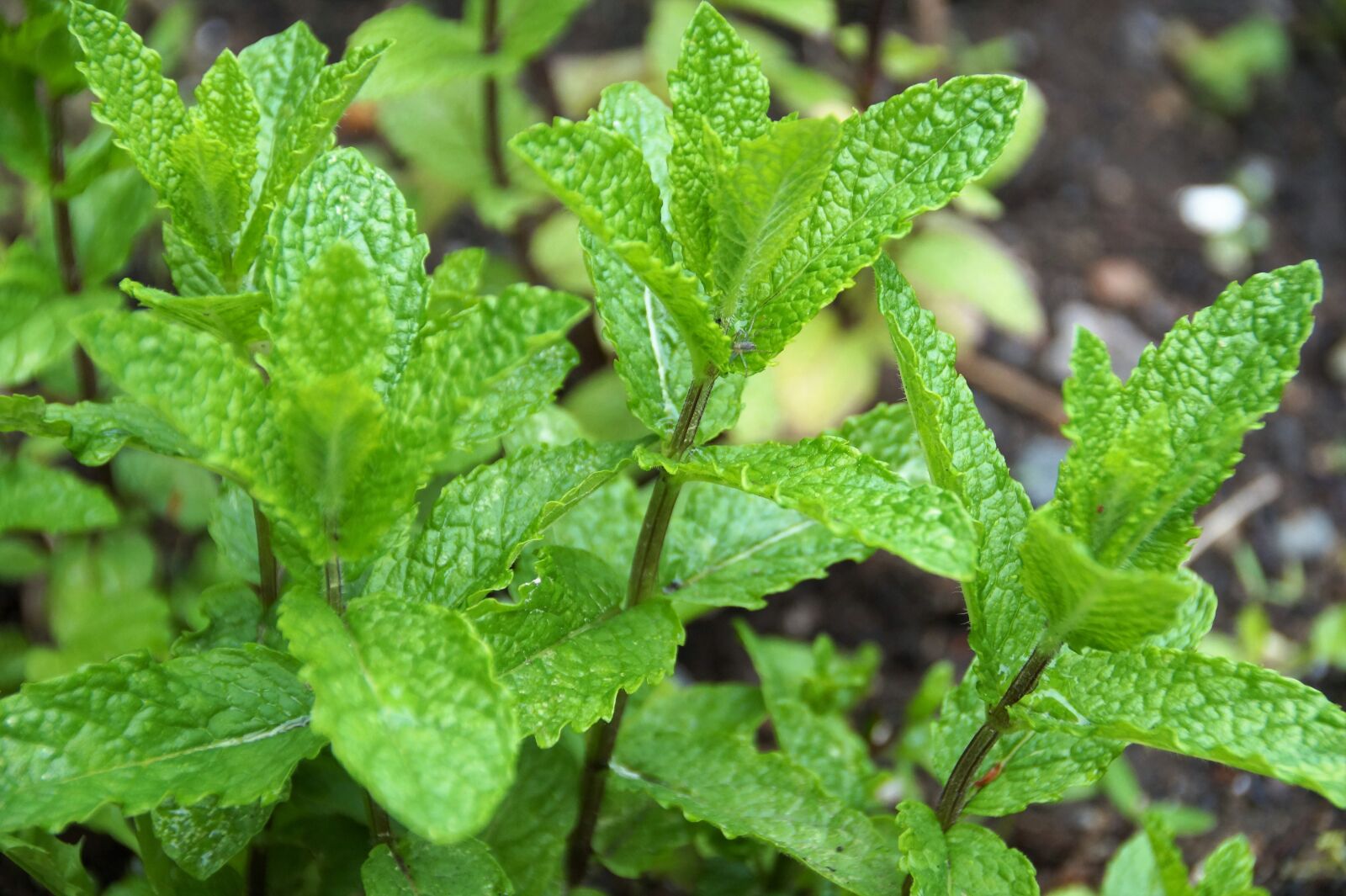 Sony SLT-A58 sample photo. Mint, peppermint, herb photography