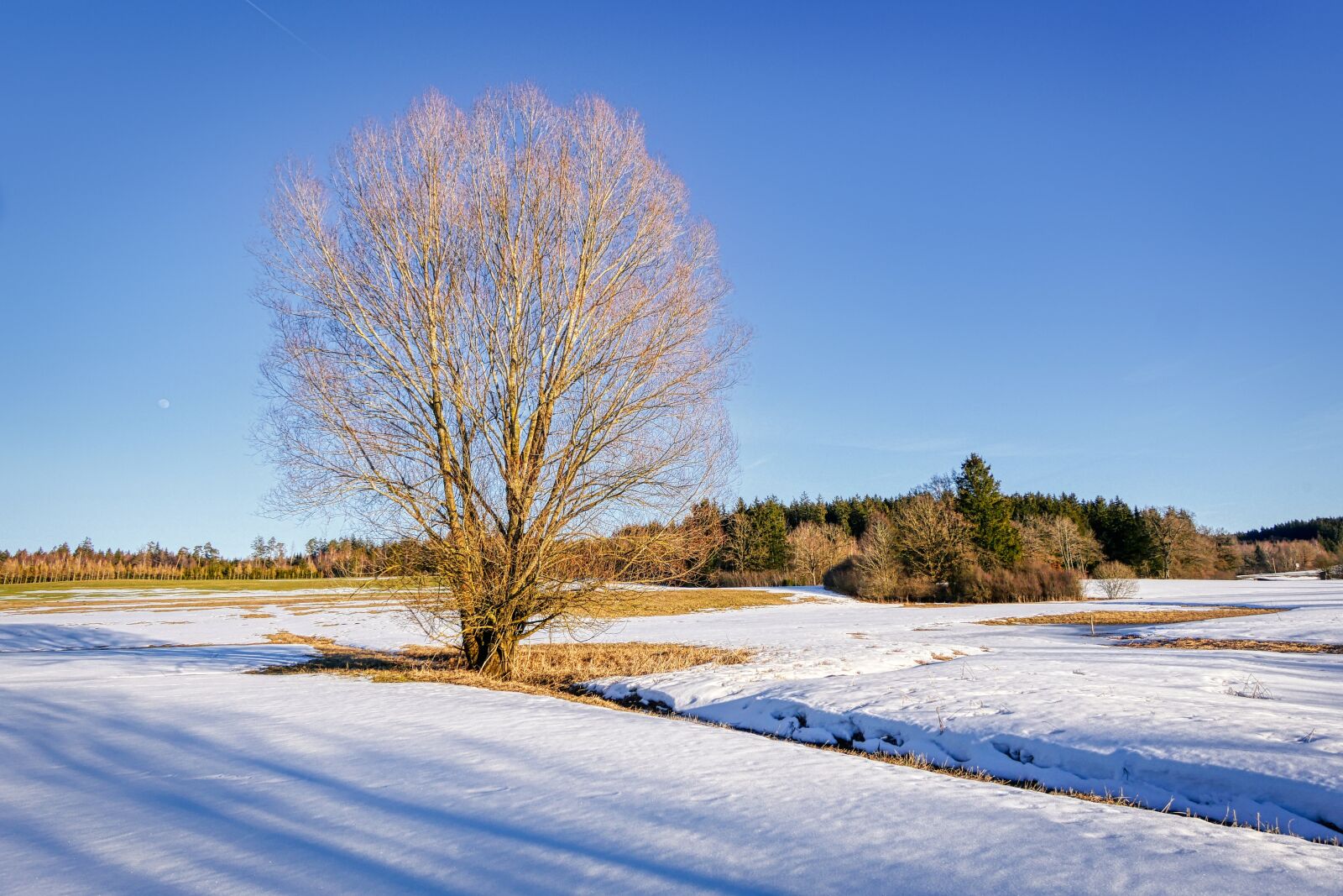 Panasonic Lumix DMC-GX8 sample photo. Winter, snow, tree photography