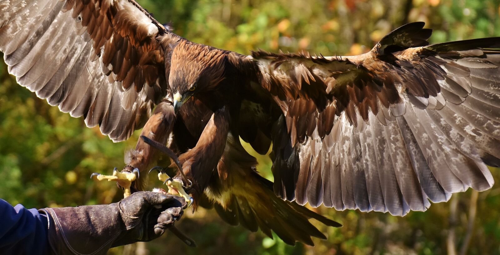 Nikon D7200 sample photo. Adler, raptor, bird of photography