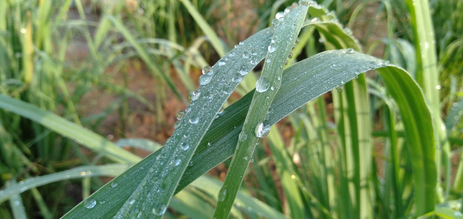 OPPO A3S sample photo. Fresh, light, water photography