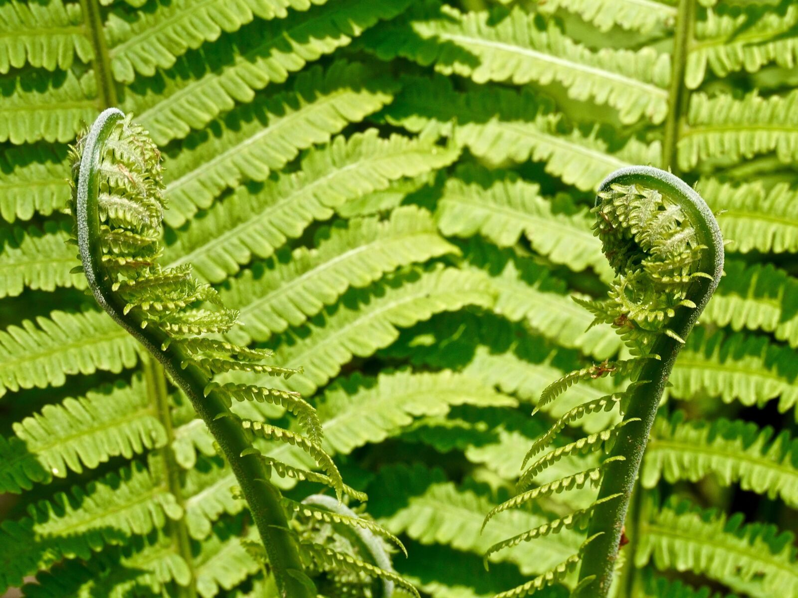Sony DT 55-300mm F4.5-5.6 SAM sample photo. Fern, green, plant photography