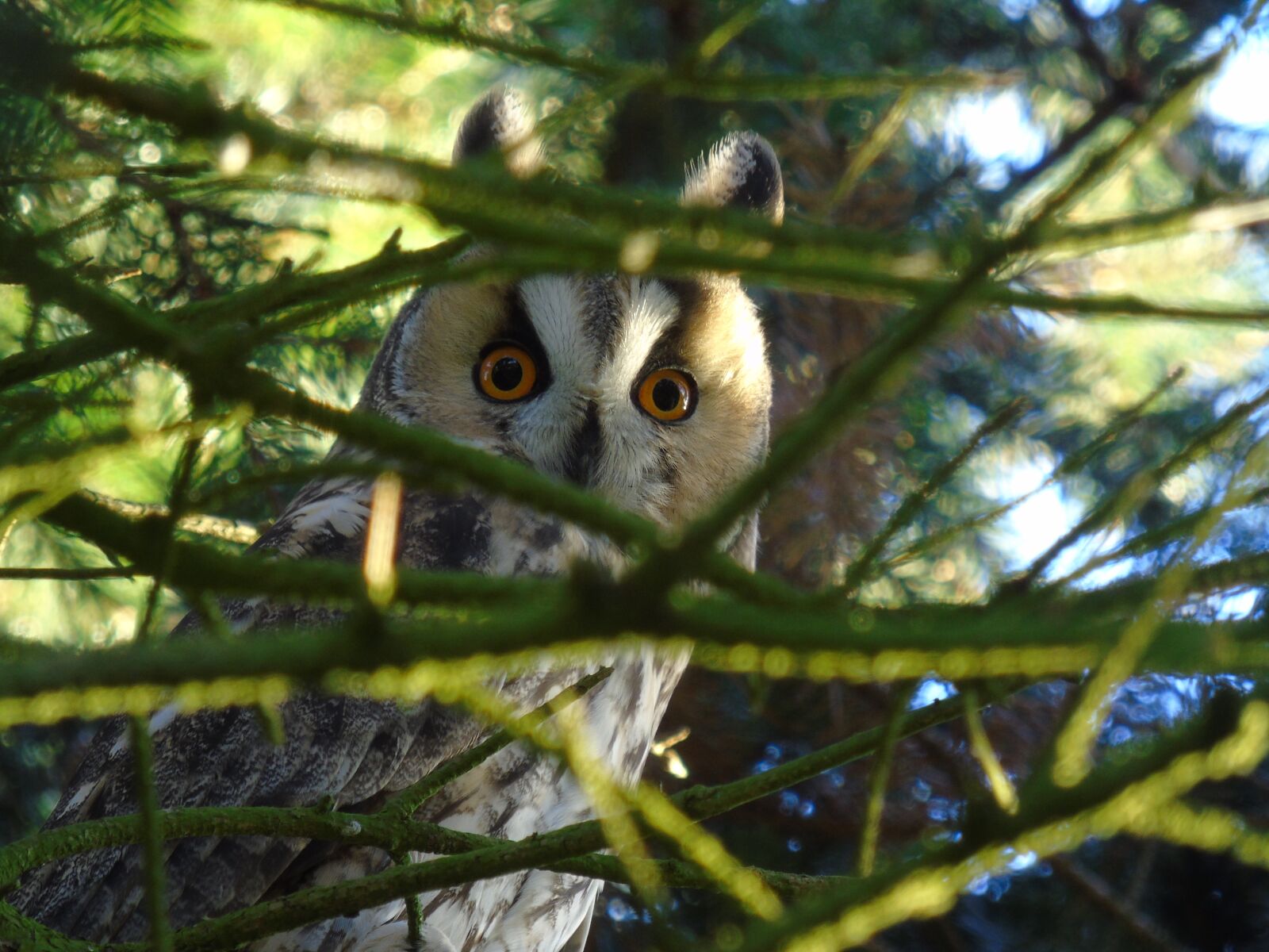 Sony Cyber-shot DSC-H400 sample photo. Owl, long eared owl photography