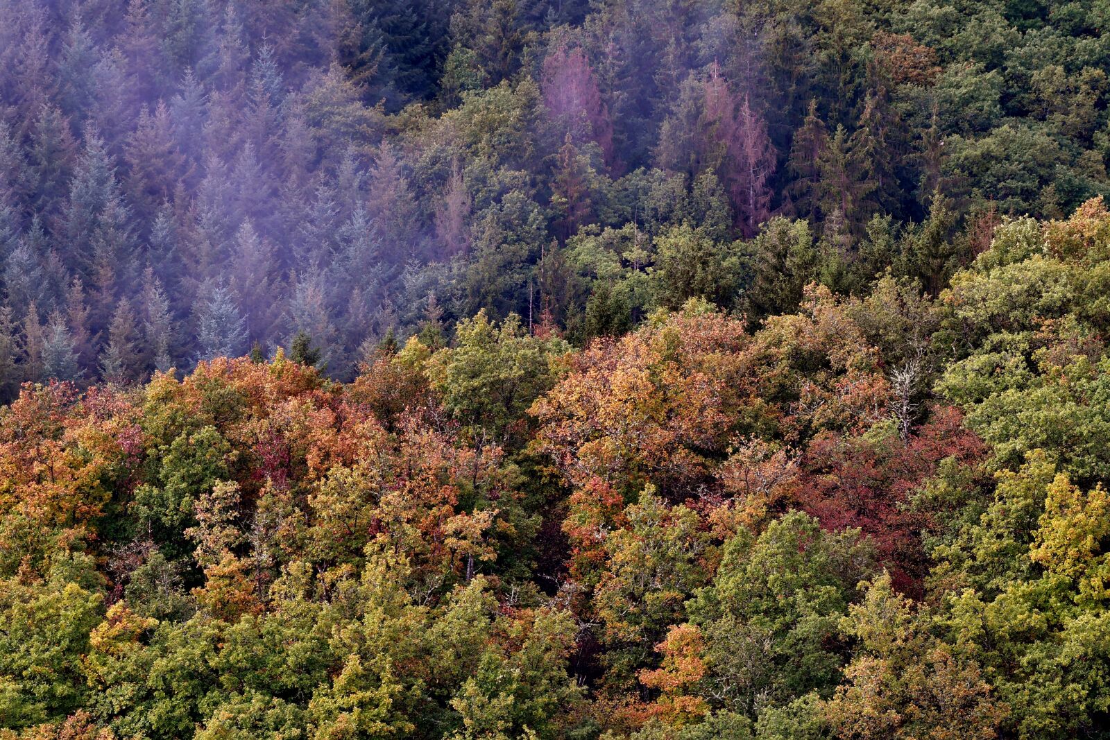 Nikon D500 sample photo. Forest, fall colors, fog photography