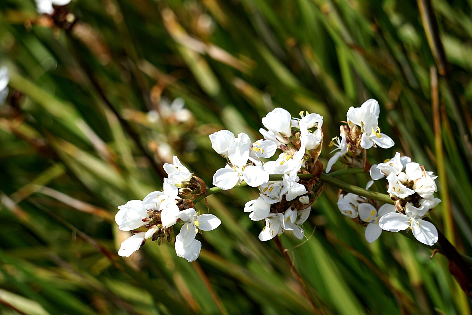 Sony a6000 sample photo. Flowers, flora, white flowers photography