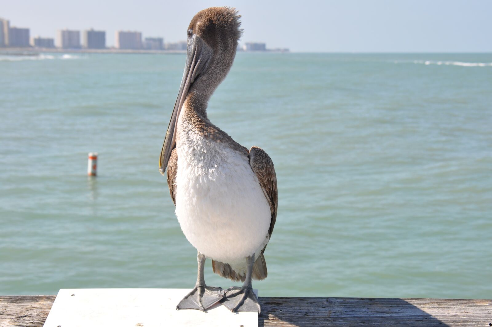 Nikon D90 sample photo. Florida, pelican, ocean photography