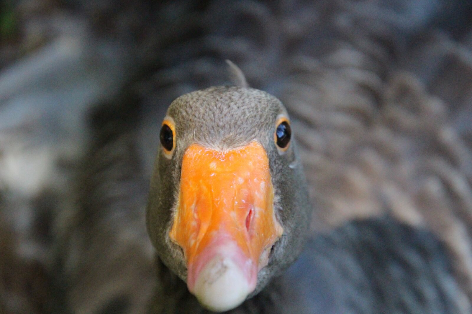 Canon EOS 700D (EOS Rebel T5i / EOS Kiss X7i) sample photo. Goose, head, nature photography
