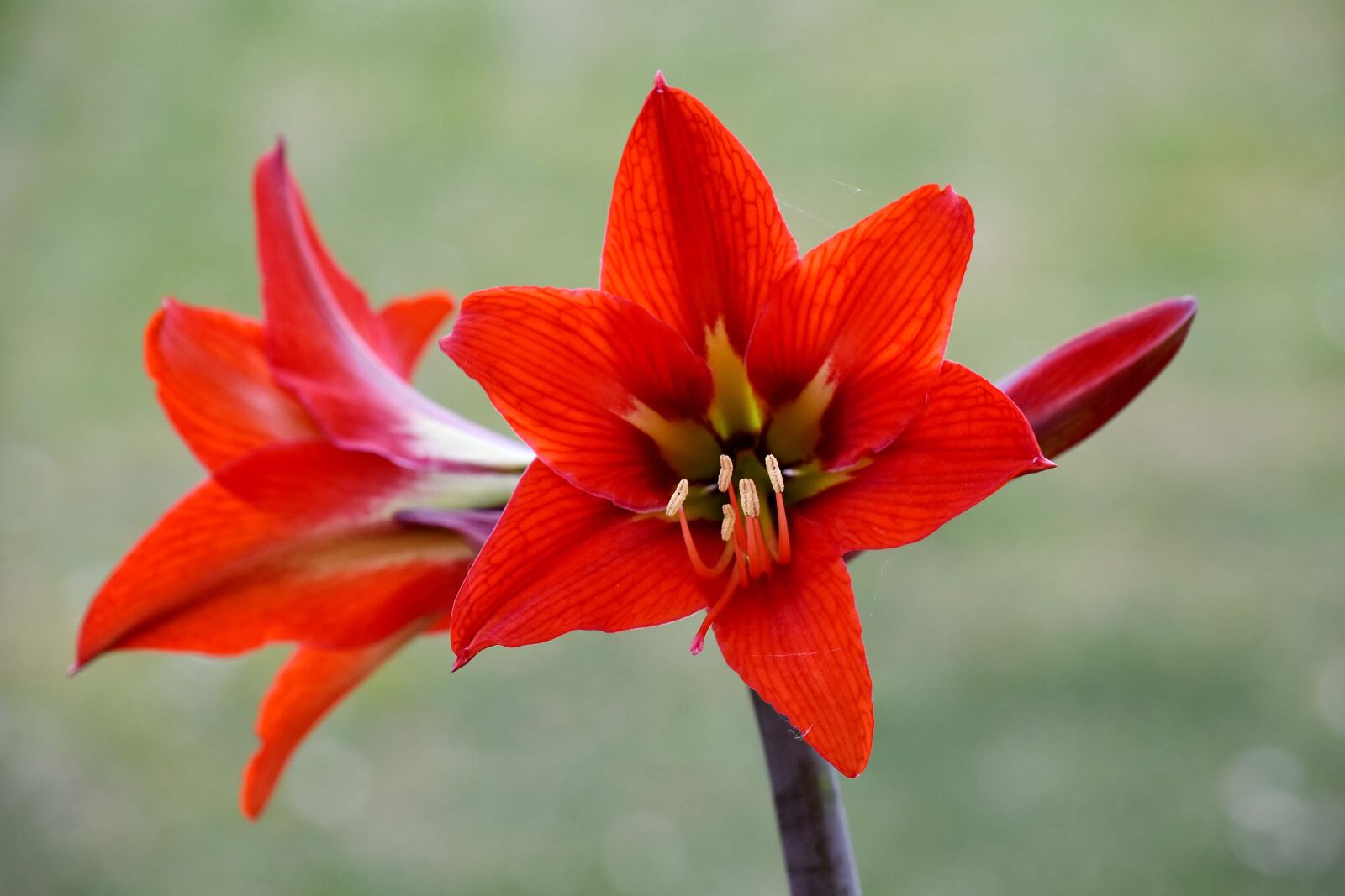 Nikon D5500 sample photo. Amaryllis, beautiful flowers, garden photography