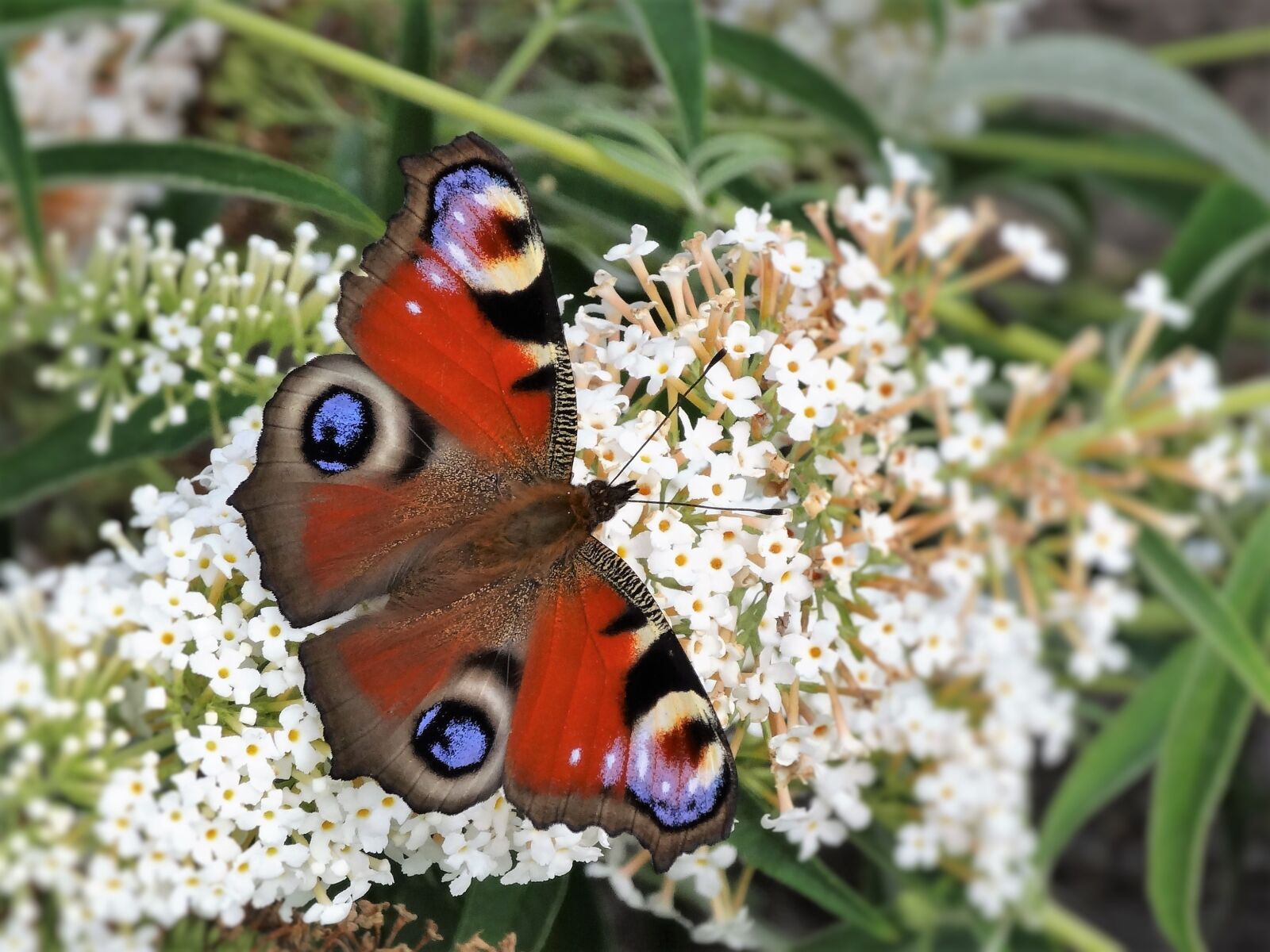 Sony Cyber-shot DSC-HX20V sample photo. Butterfly, nature, animal photography