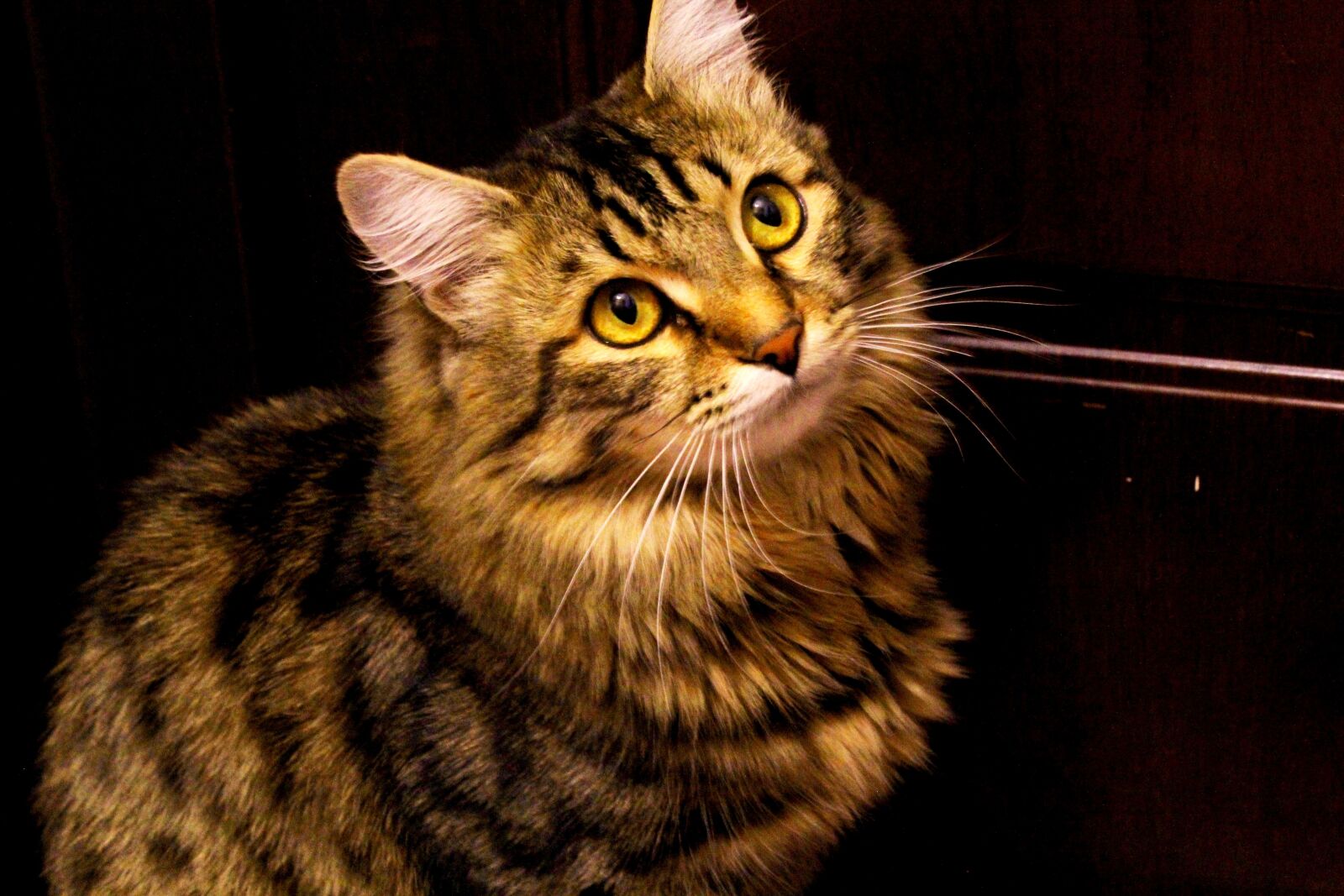 Canon EOS 60D sample photo. Cat, animals, cute photography