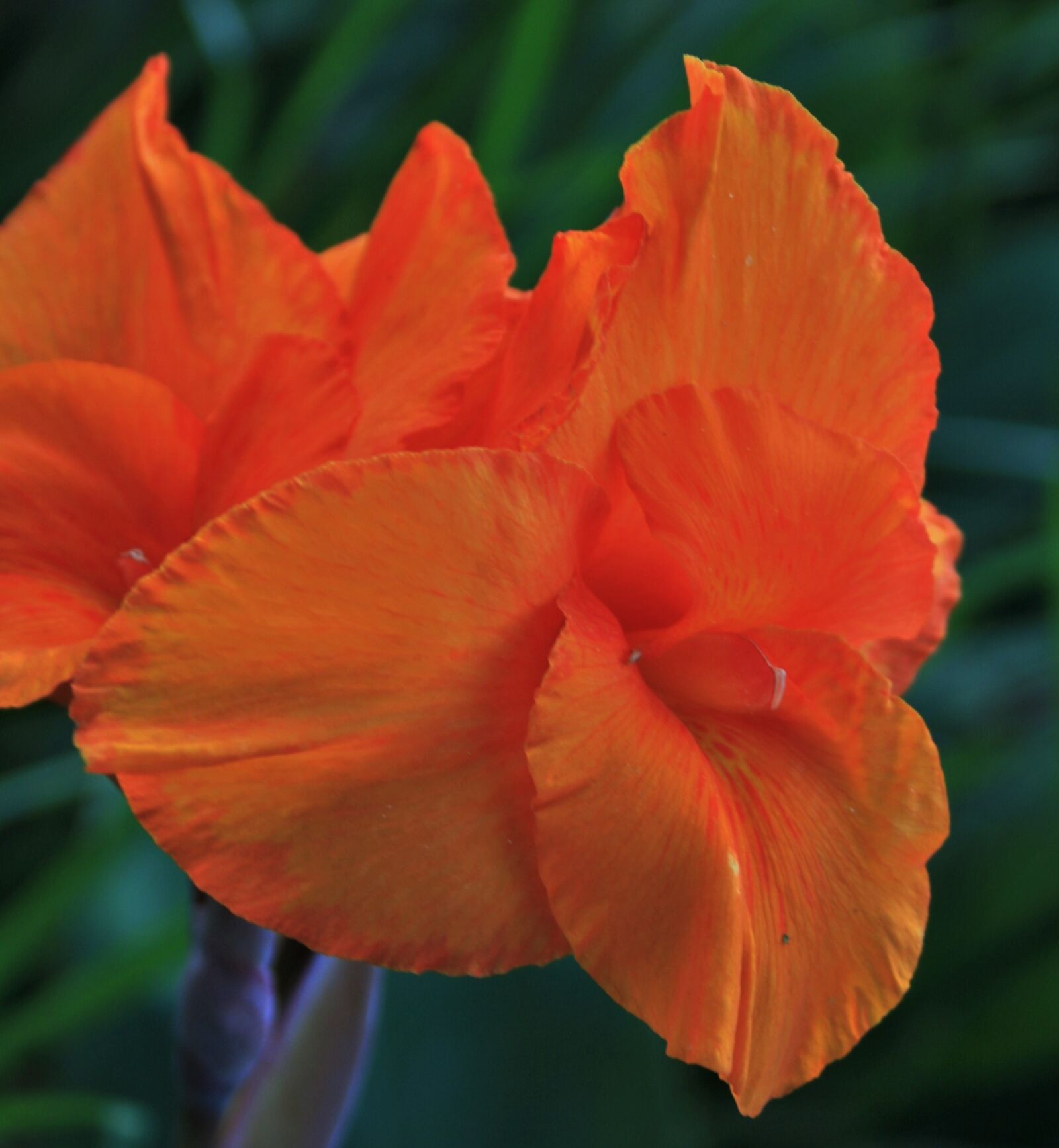 Canon EOS 400D (EOS Digital Rebel XTi / EOS Kiss Digital X) sample photo. Canna flower, flower, orange photography