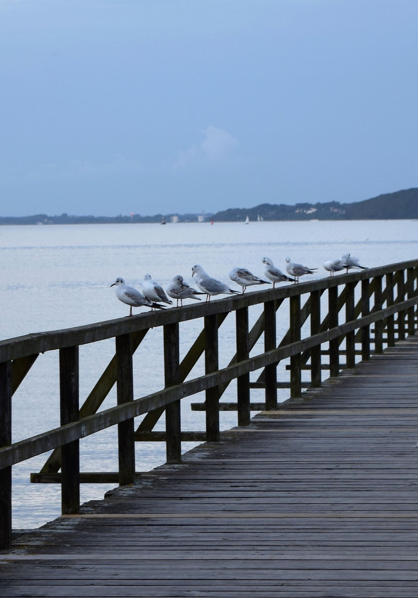 Nikon D5300 sample photo. Sea, bridge, gulls photography