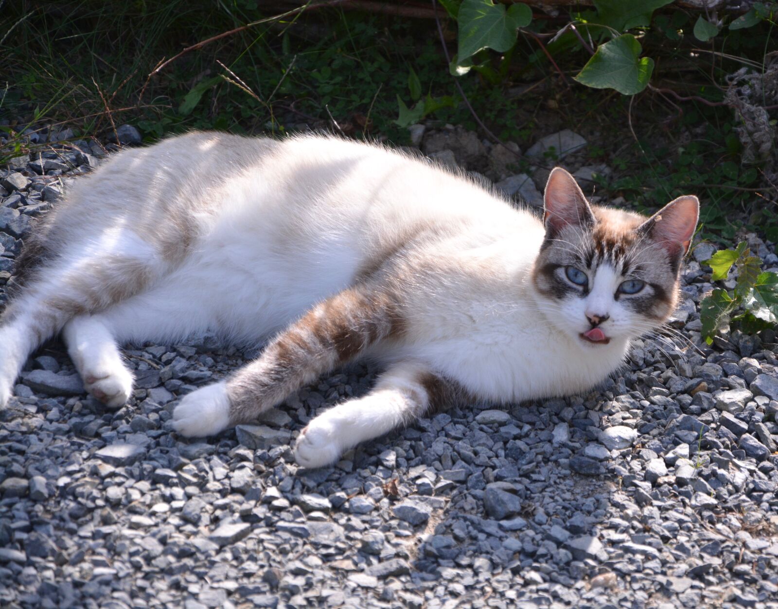 Nikon D5200 sample photo. Cat, feline, look photography