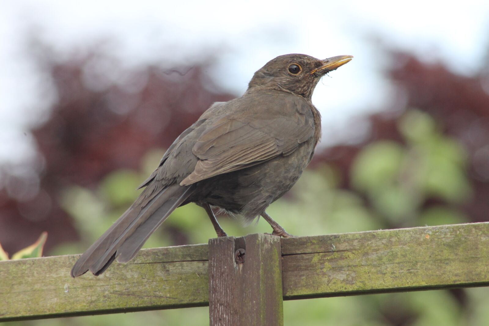 Canon EOS 1100D (EOS Rebel T3 / EOS Kiss X50) sample photo. Blackbird, female, uk photography