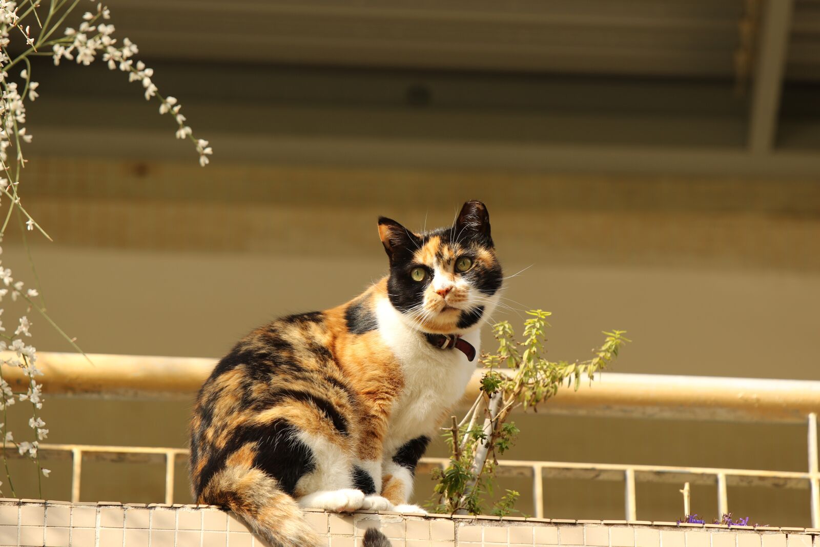 Canon EOS 7D Mark II sample photo. Animal, cat, portrait photography