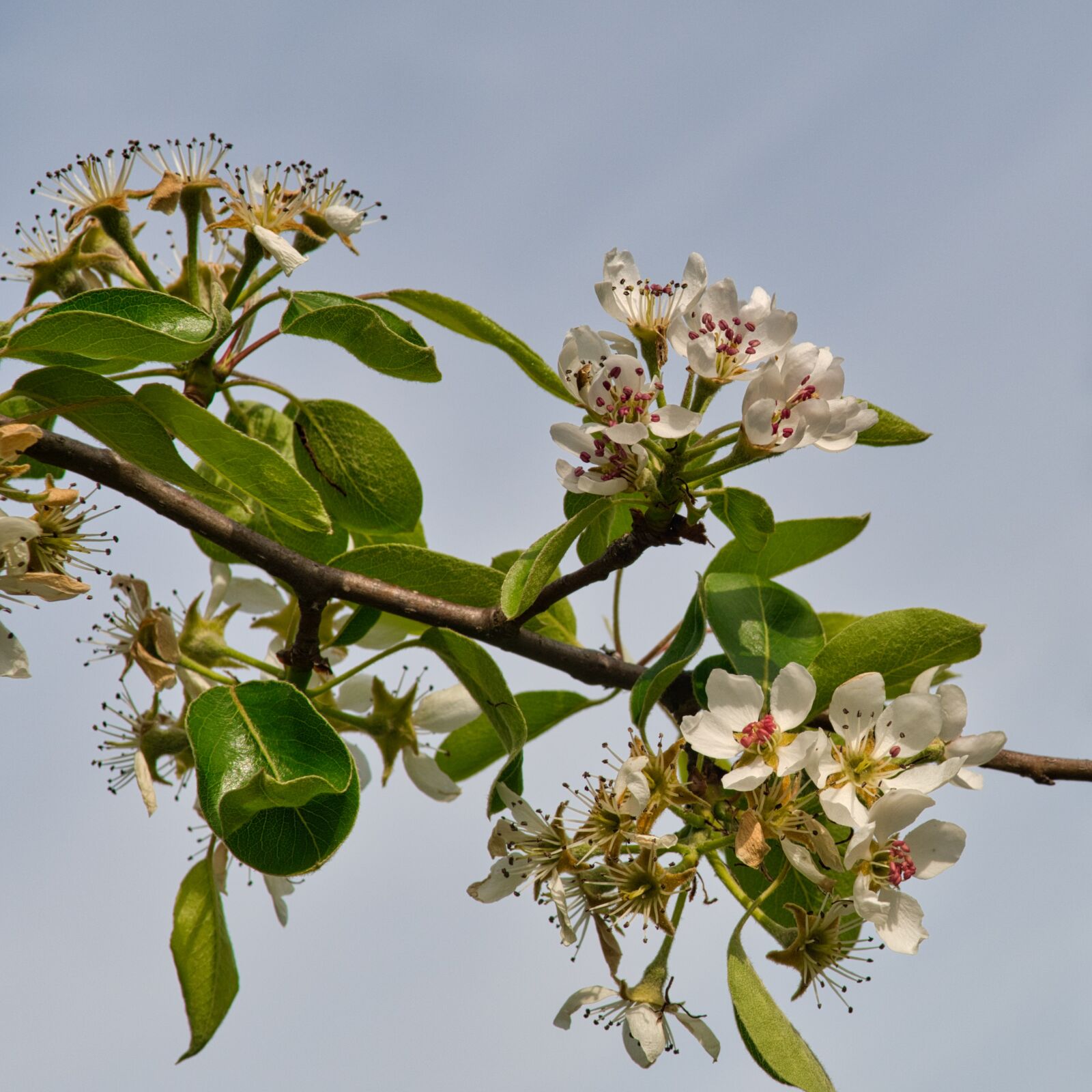 Nikon D7500 sample photo. Apple blossom, blossom, bloom photography