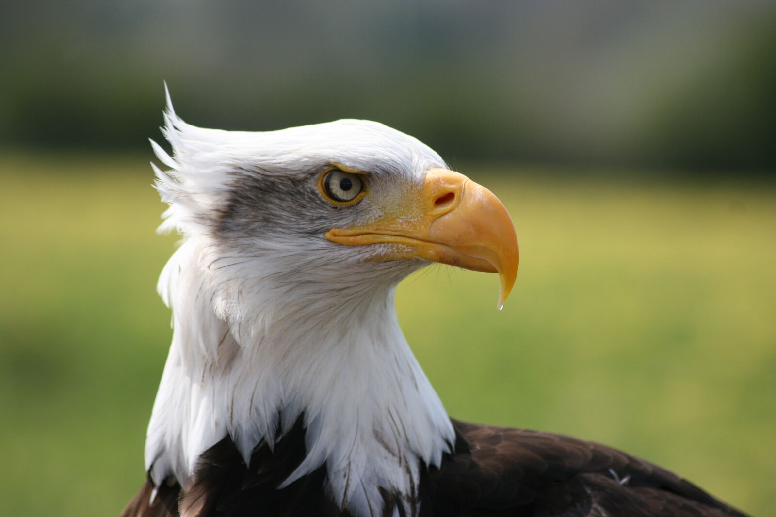 Canon EOS 400D (EOS Digital Rebel XTi / EOS Kiss Digital X) sample photo. Eagle, close up, sanctuary photography