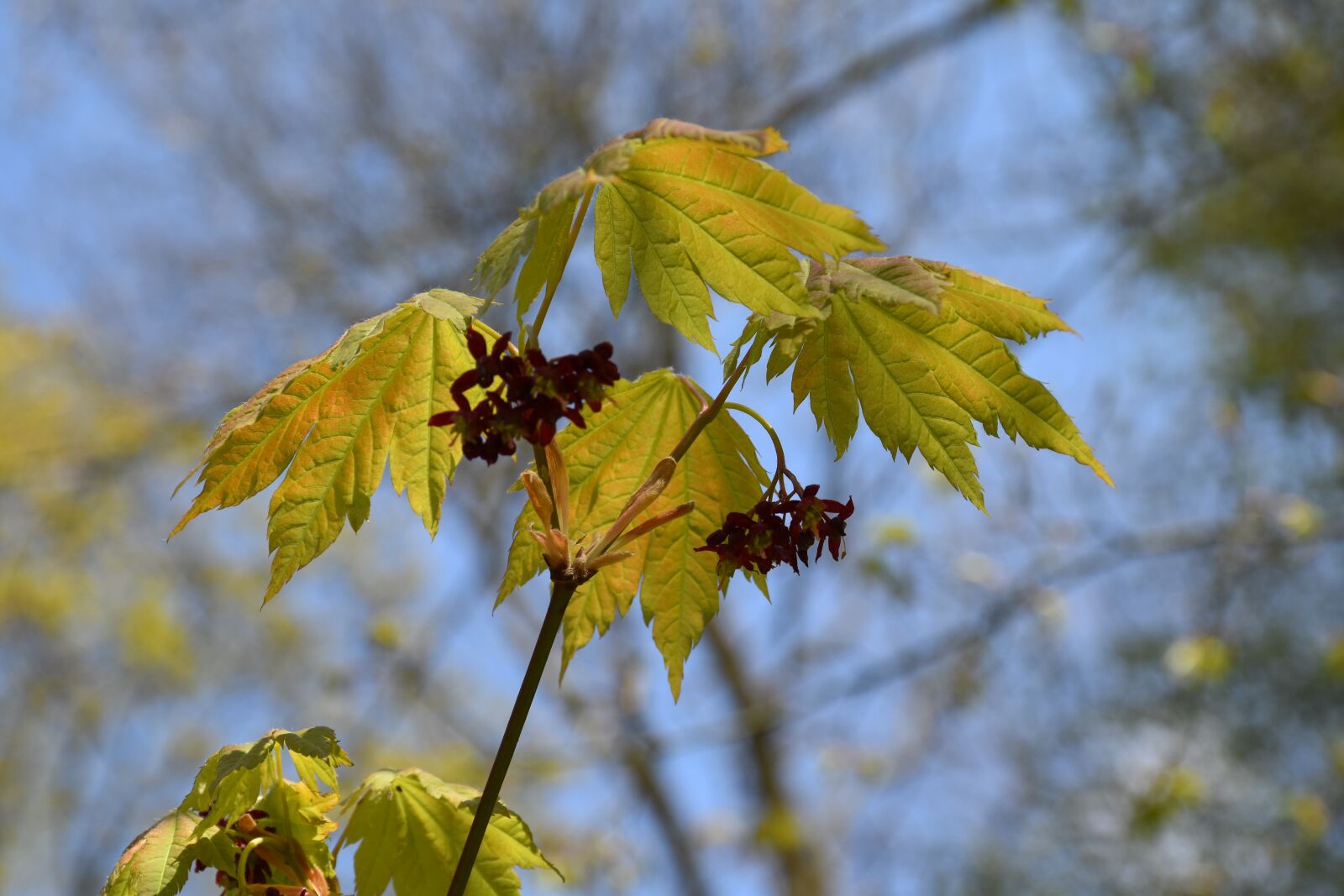Nikon D5500 sample photo. Nature, spring, buds photography