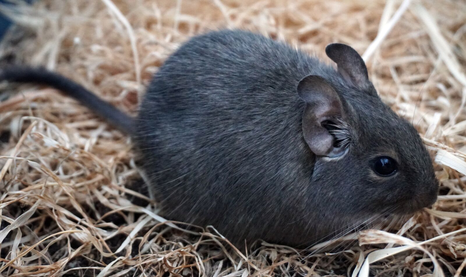 Sony a6300 sample photo. Degu, mouse, nager photography