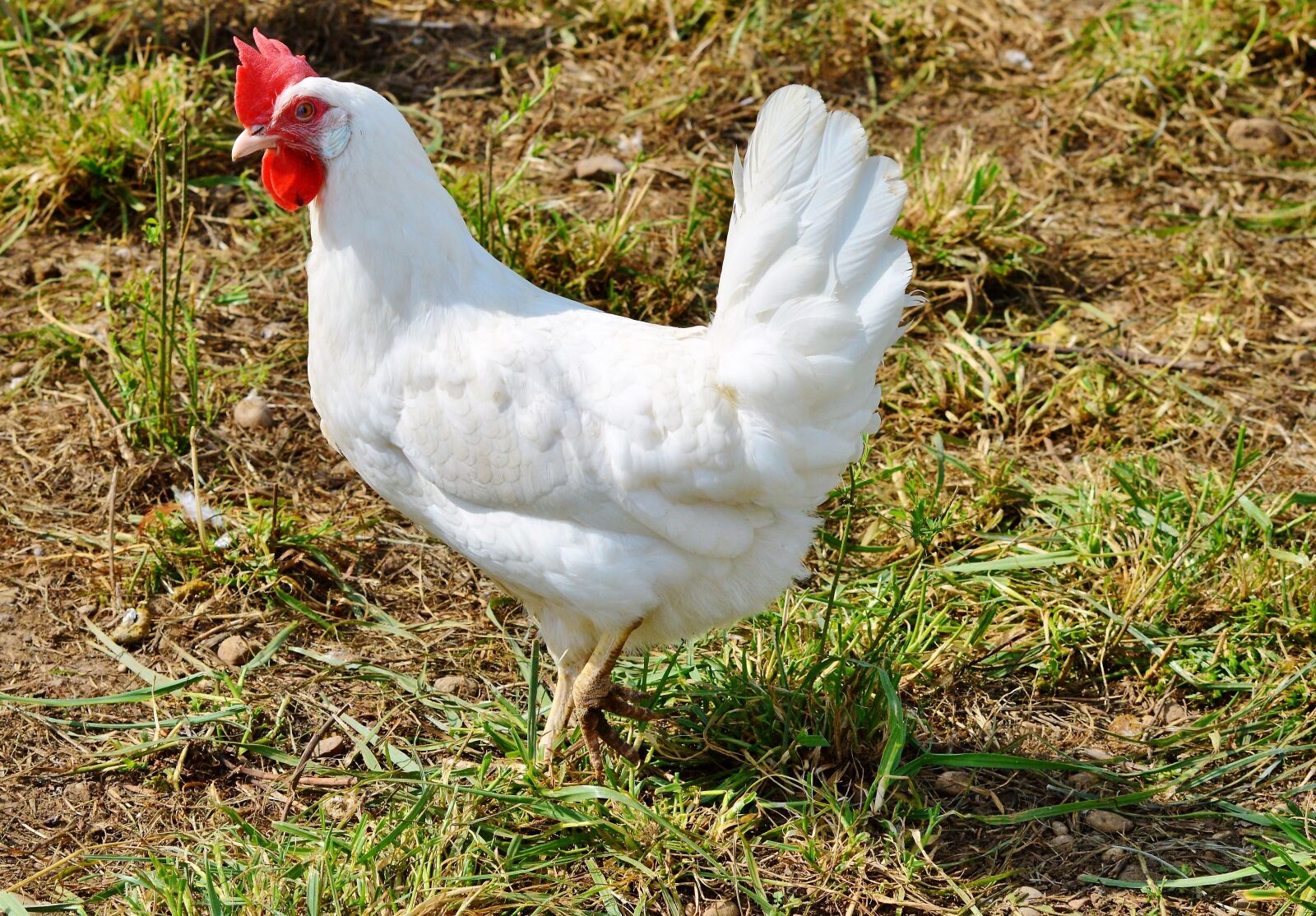 Nikon D3200 sample photo. Chicken, hen, poultry photography