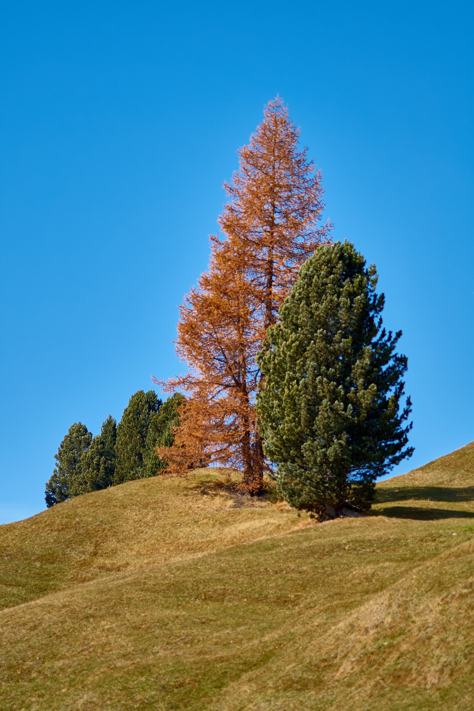 Nikon D200 sample photo. Trees, autumn, nature photography