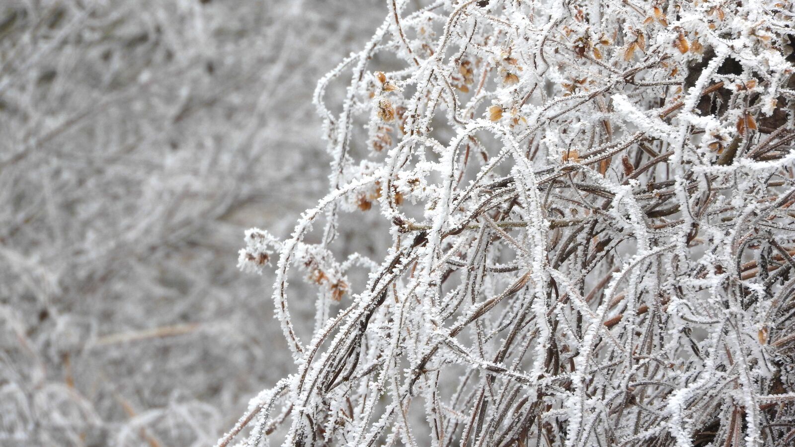 Nikon Coolpix P610 sample photo. Frost, weed, plants photography