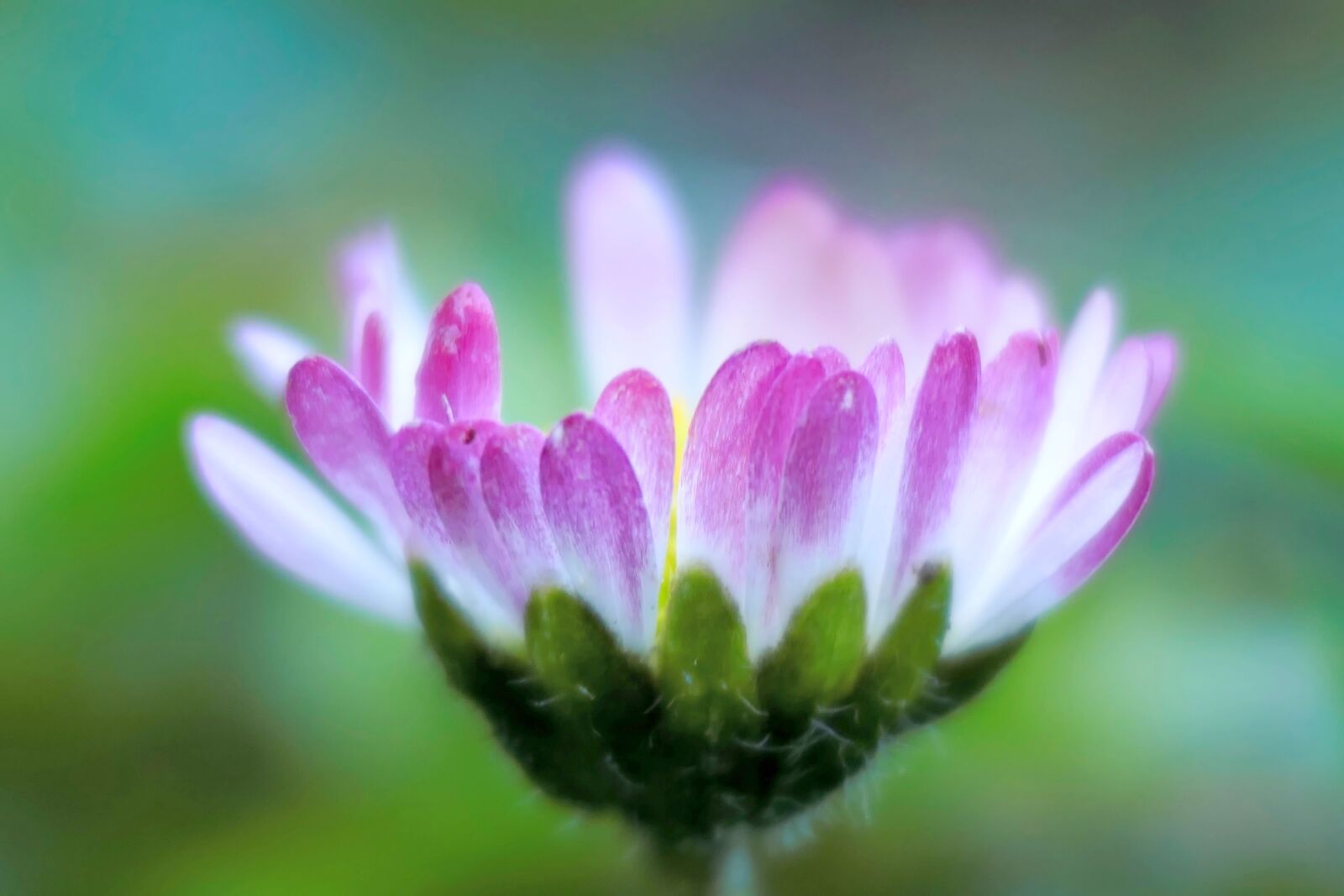 Panasonic Lumix DMC-FZ1000 sample photo. Daisy, macro, nature photography