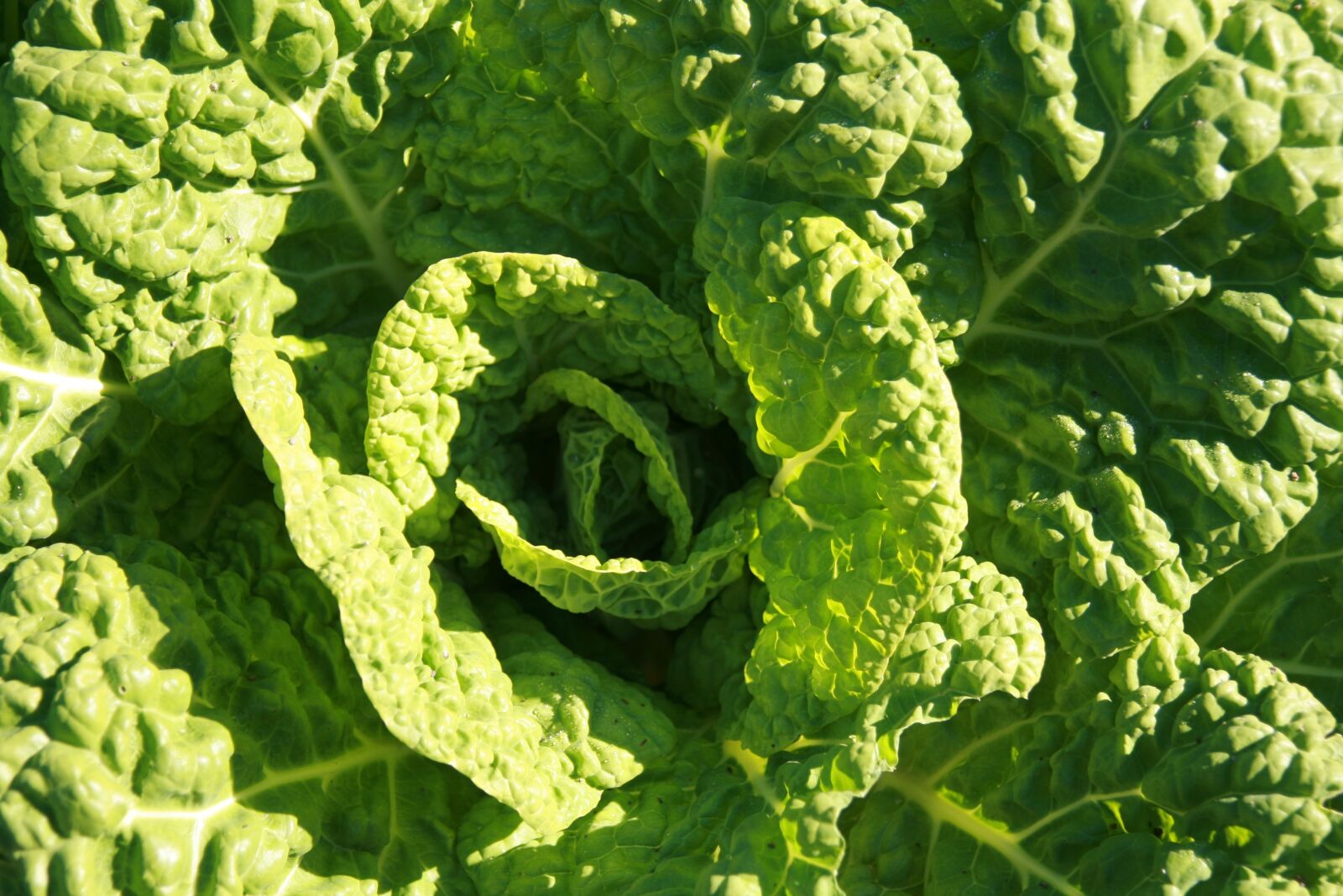 Canon EOS 400D (EOS Digital Rebel XTi / EOS Kiss Digital X) sample photo. Kohl, vegetables, green photography