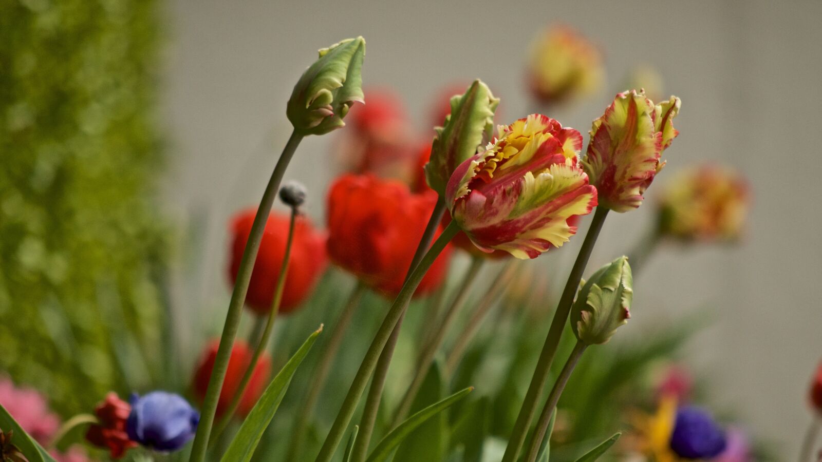 Nikon D7000 sample photo. Tulips, spring, flowers photography