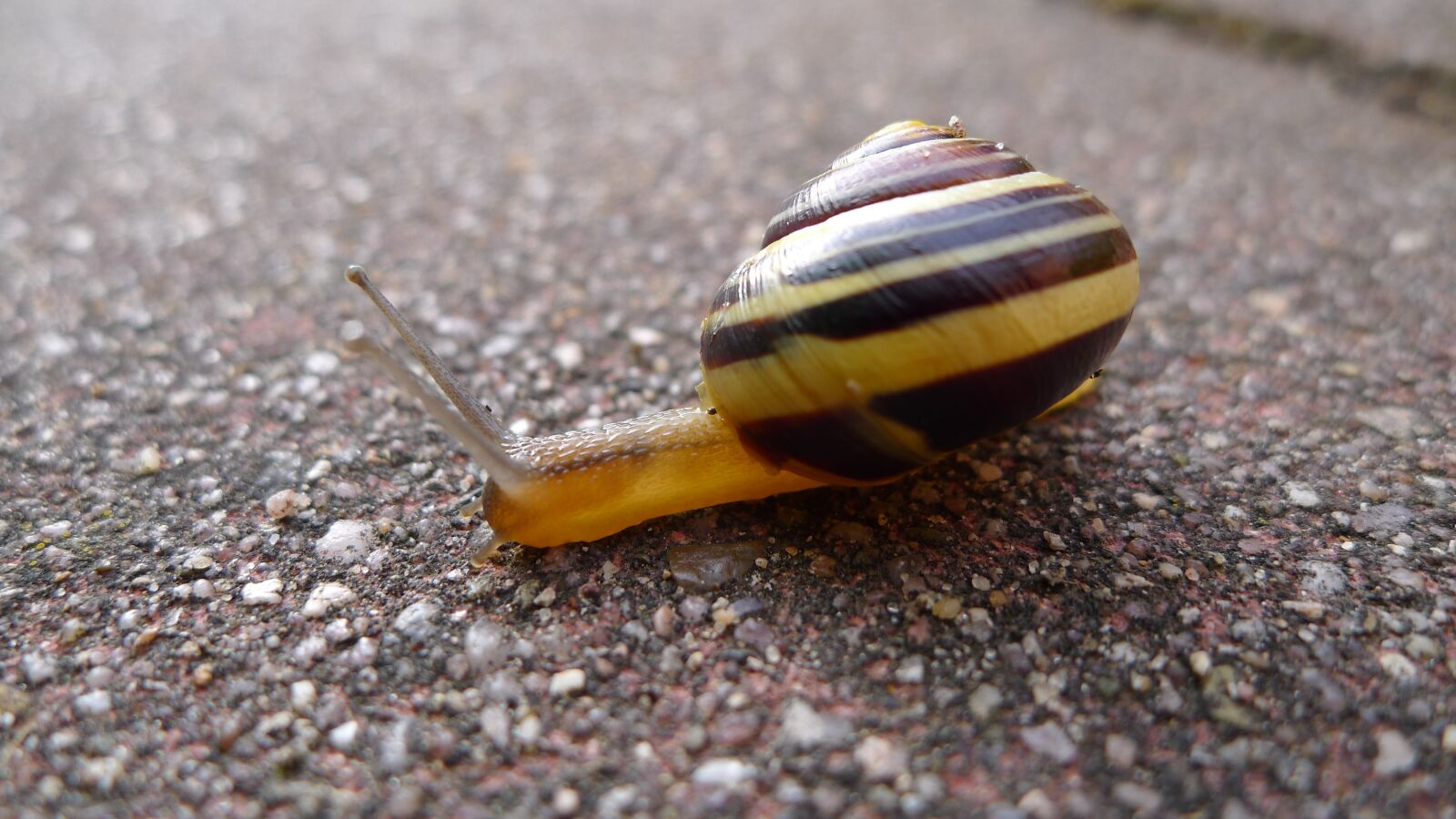 Panasonic Lumix DMC-LX5 sample photo. Snail, away, crawl photography