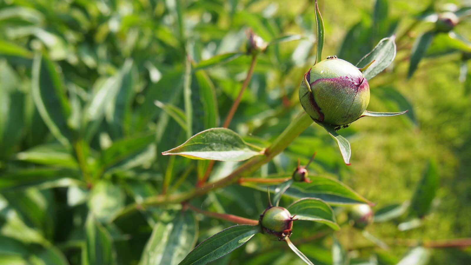 Olympus PEN E-PL6 sample photo. Peony, bud, macro photography