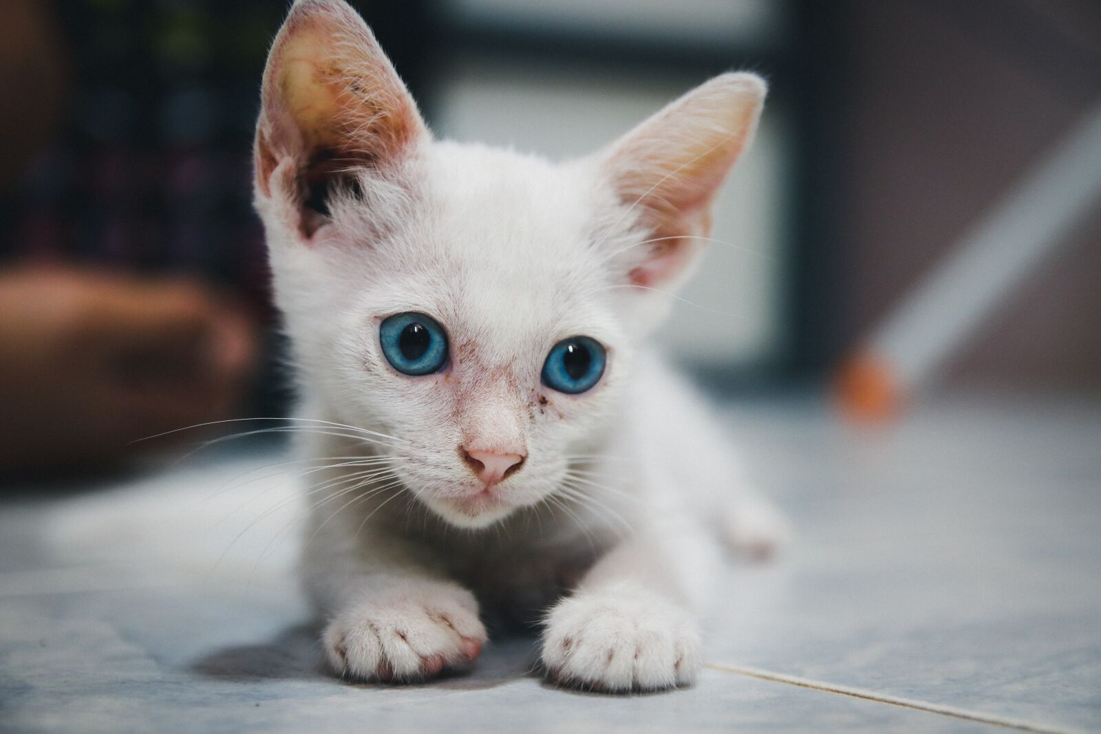 Canon EOS 80D sample photo. Cat, kitten, animal photography