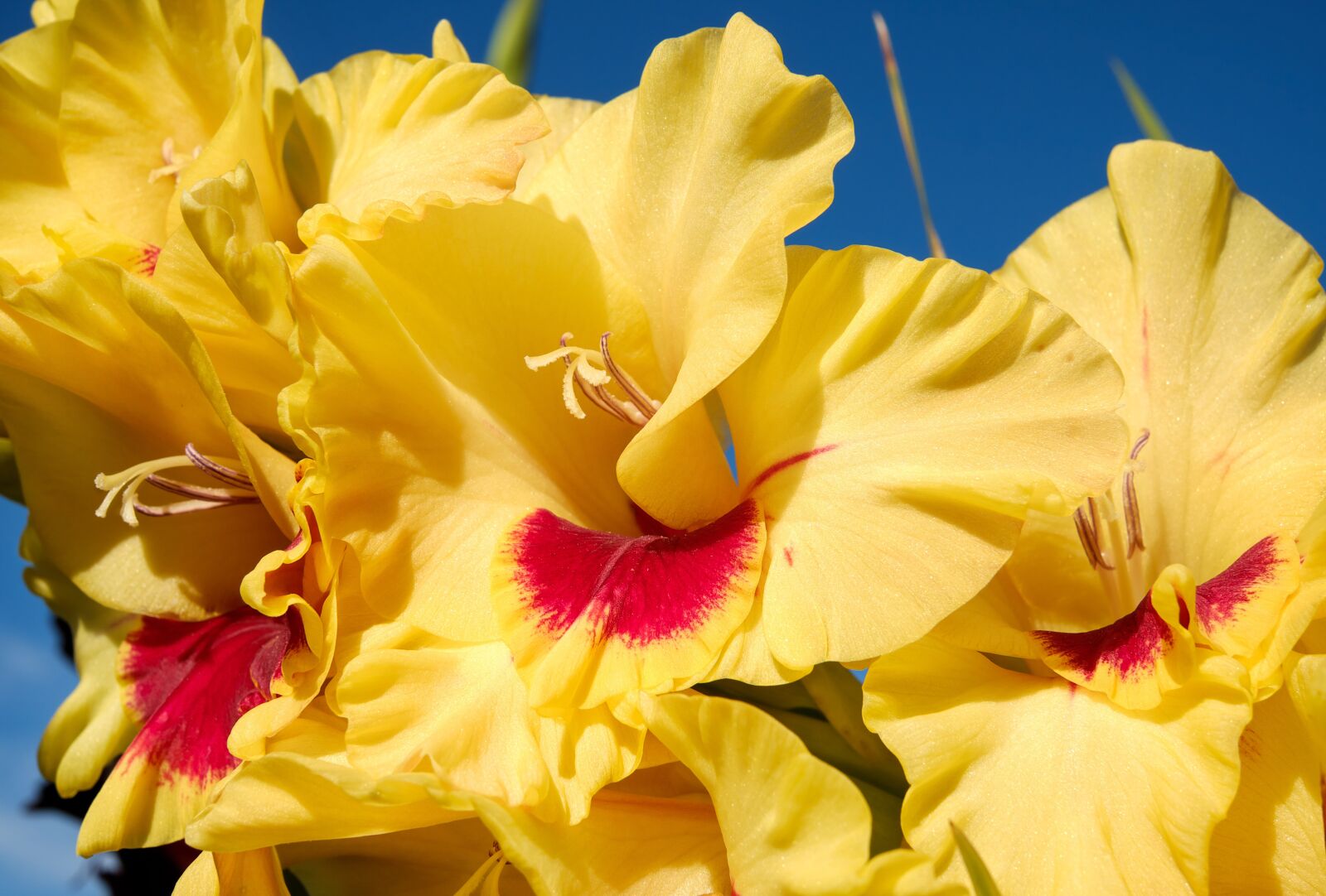 Fujifilm X-T10 + Fujifilm XF 35mm F1.4 R sample photo. Gladiolus, flower, blossom photography