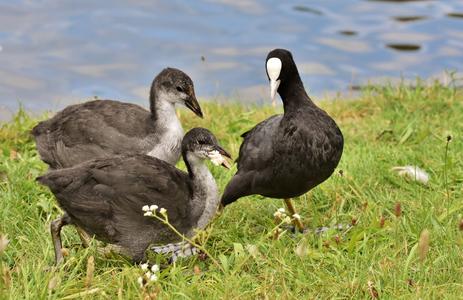 Nikon D7200 sample photo. Coots, chicks, waters photography