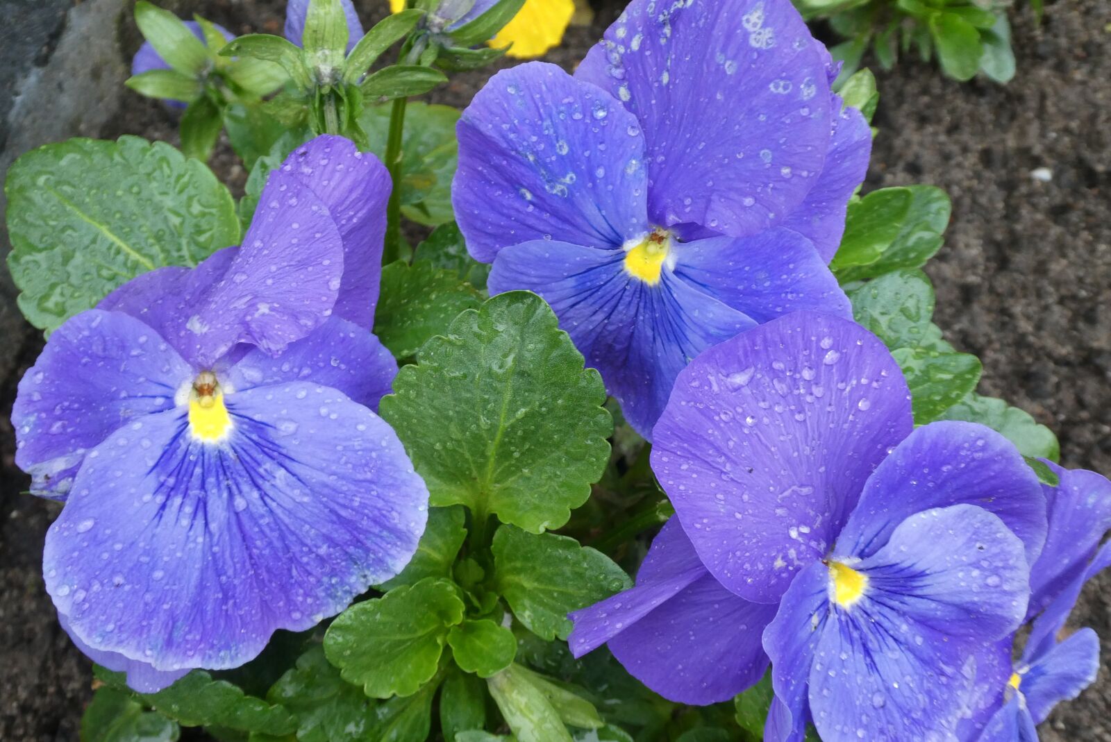 Panasonic Lumix DC-ZS70 (Lumix DC-TZ90) sample photo. Winterviooltje, raindrops, blue flowers photography