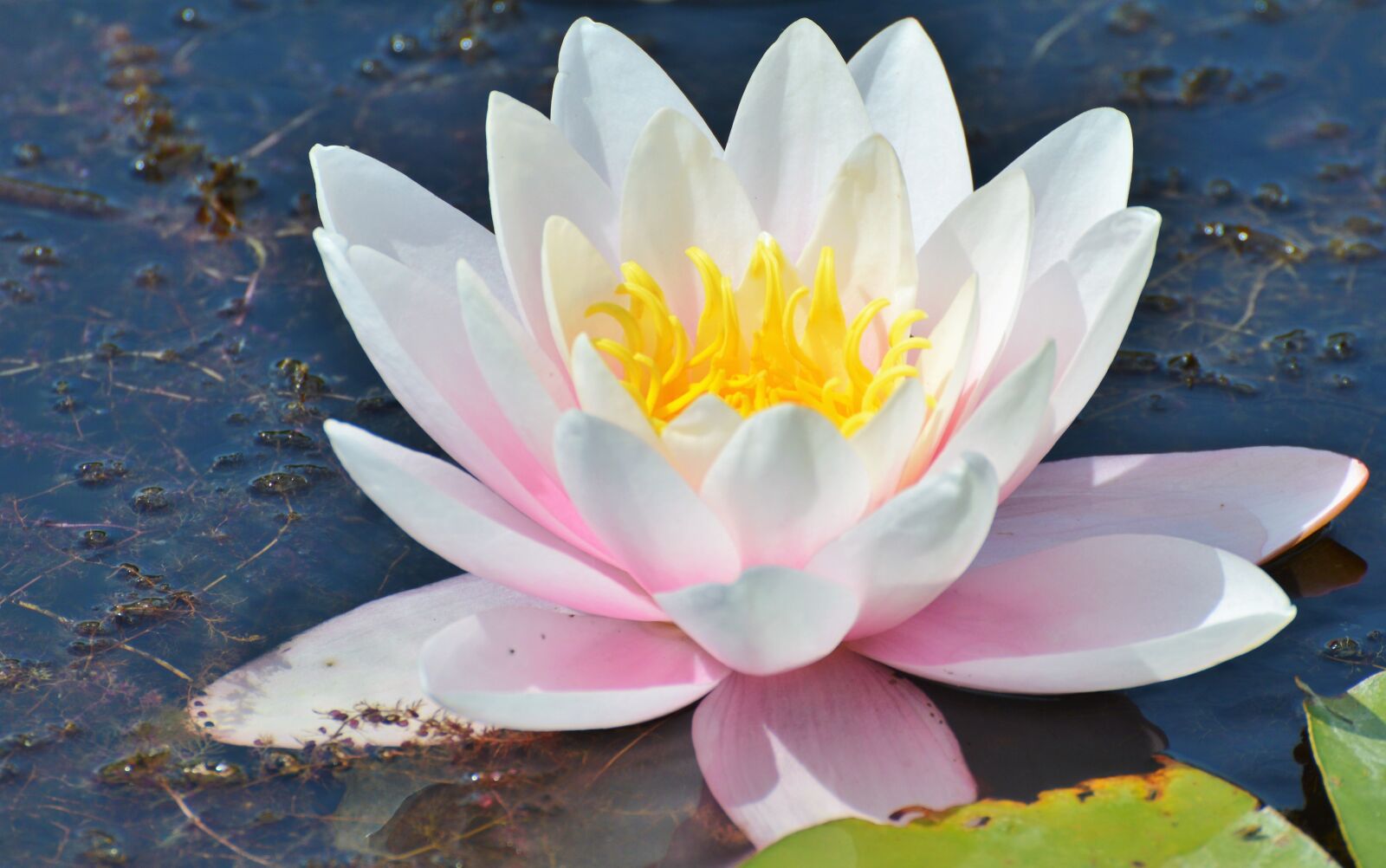 Nikon D3200 sample photo. Water lily, rose, flower photography