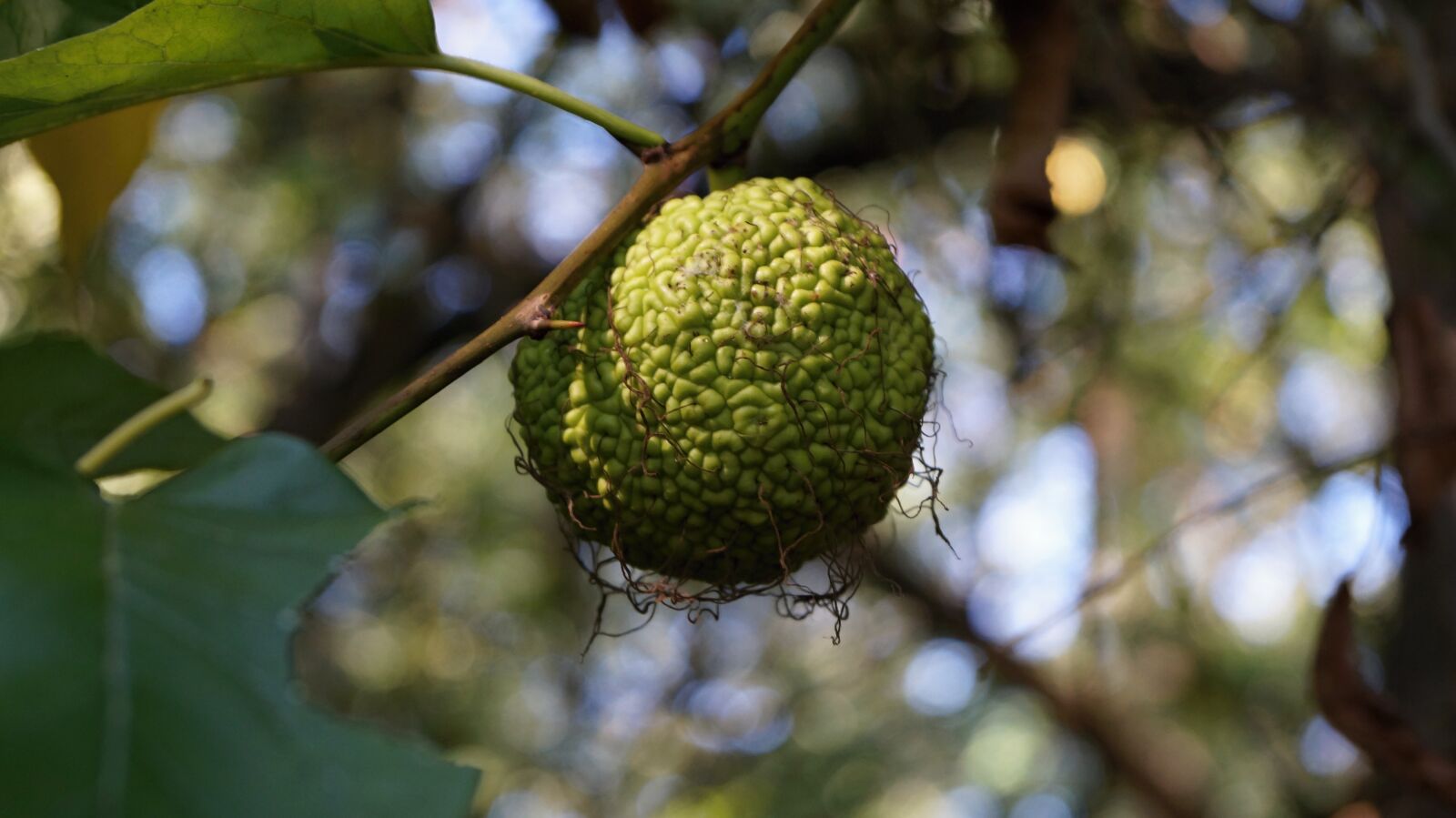 Sony DT 18-55mm F3.5-5.6 SAM II sample photo. Nature, green, trees photography
