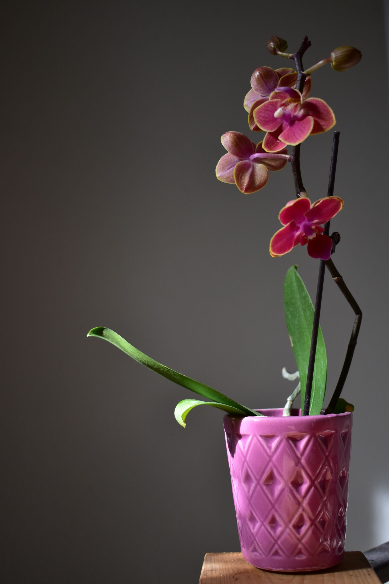 Nikon D3500 sample photo. Orchid, plant, flowers photography