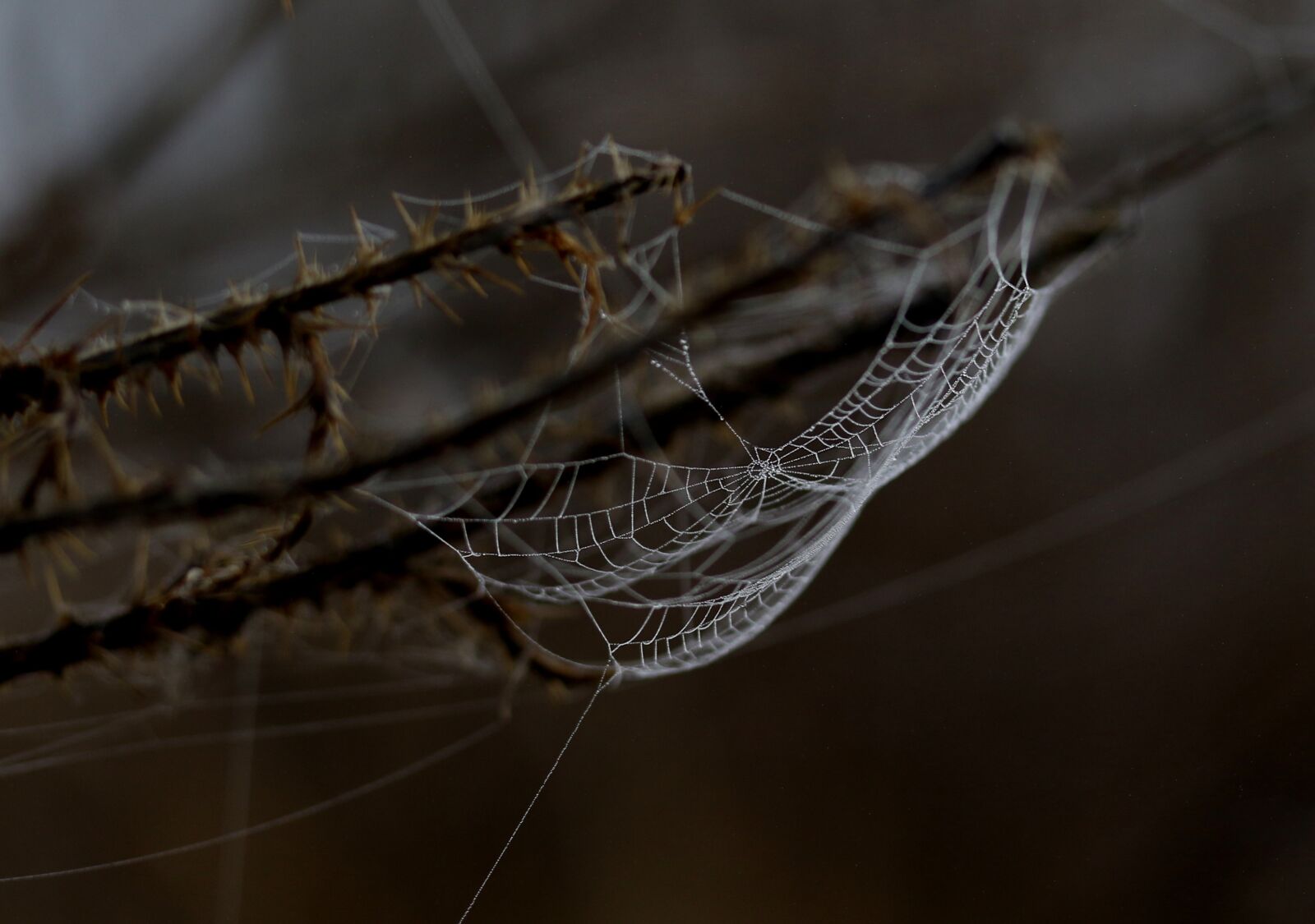 Canon EF-S 60mm F2.8 Macro USM sample photo. Spider web, drops, dew photography