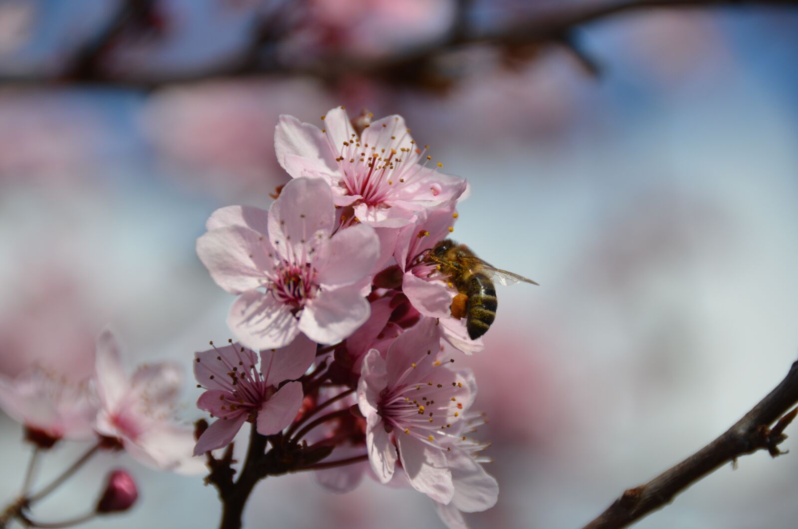 Nikon D7000 sample photo. Bee, blood plum, nectar photography