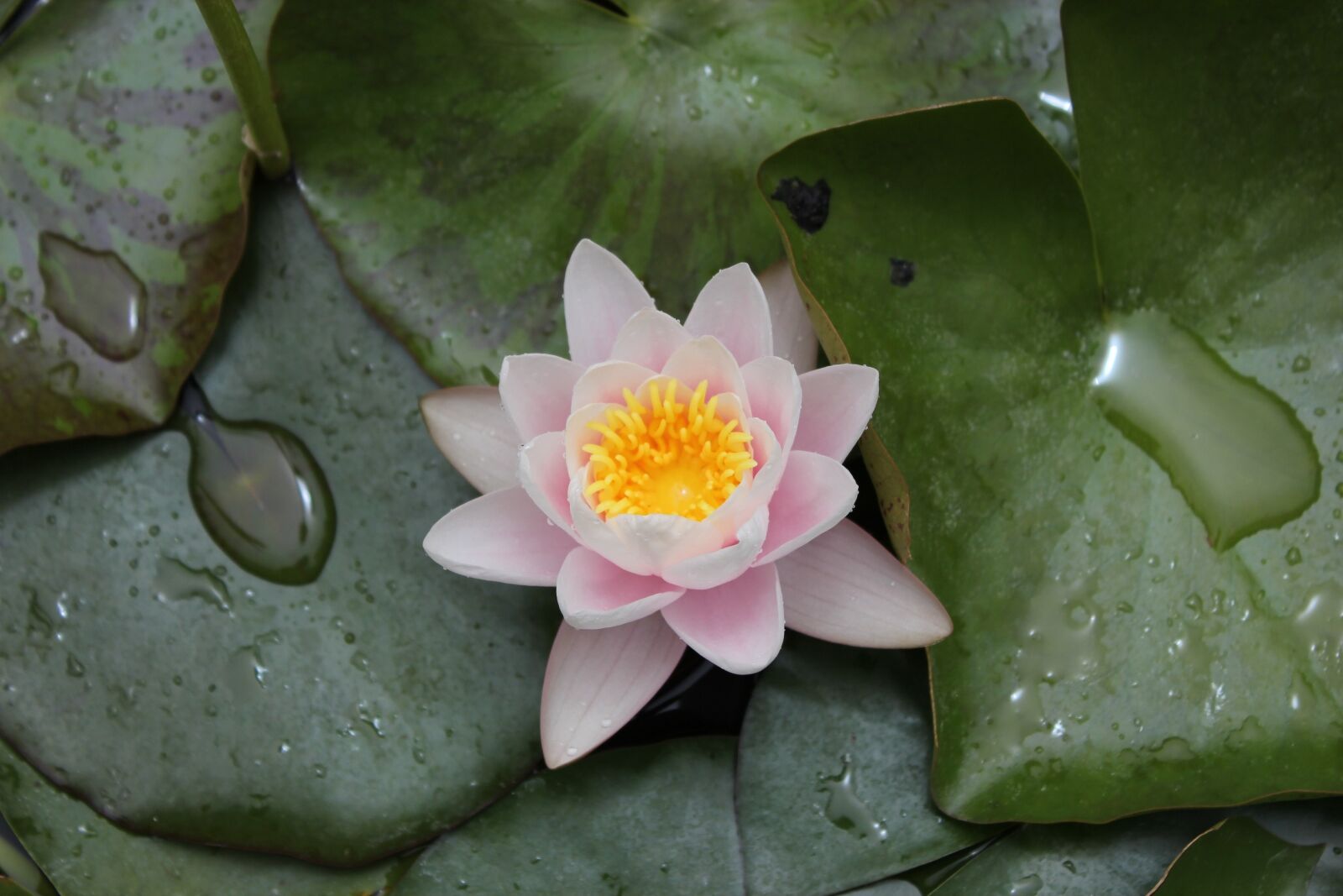 Canon EOS 550D (EOS Rebel T2i / EOS Kiss X4) sample photo. Flower, pink, rain drop photography