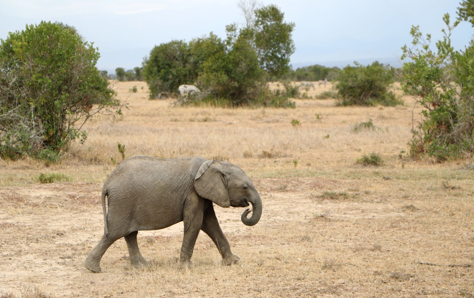 Canon EOS 760D (EOS Rebel T6s / EOS 8000D) sample photo. Safari, wildlife, elephant photography