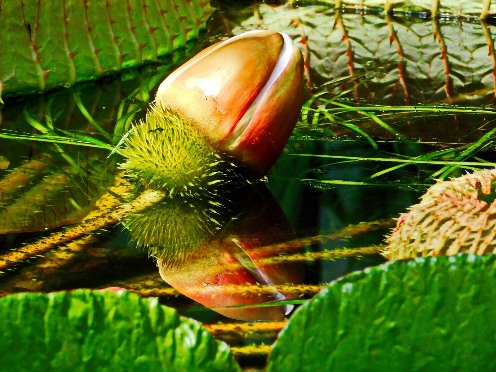 Nikon Coolpix B500 sample photo. The most beautiful reflection photography
