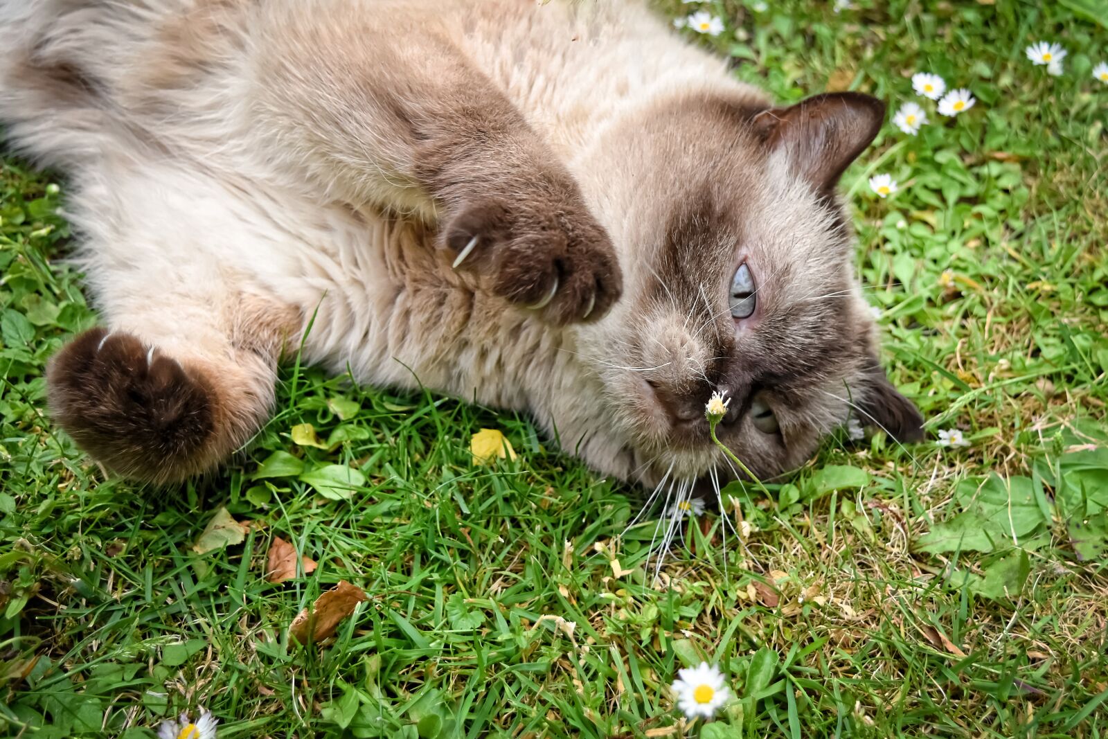 Nikon D7200 sample photo. British shorthair, cat, pet photography
