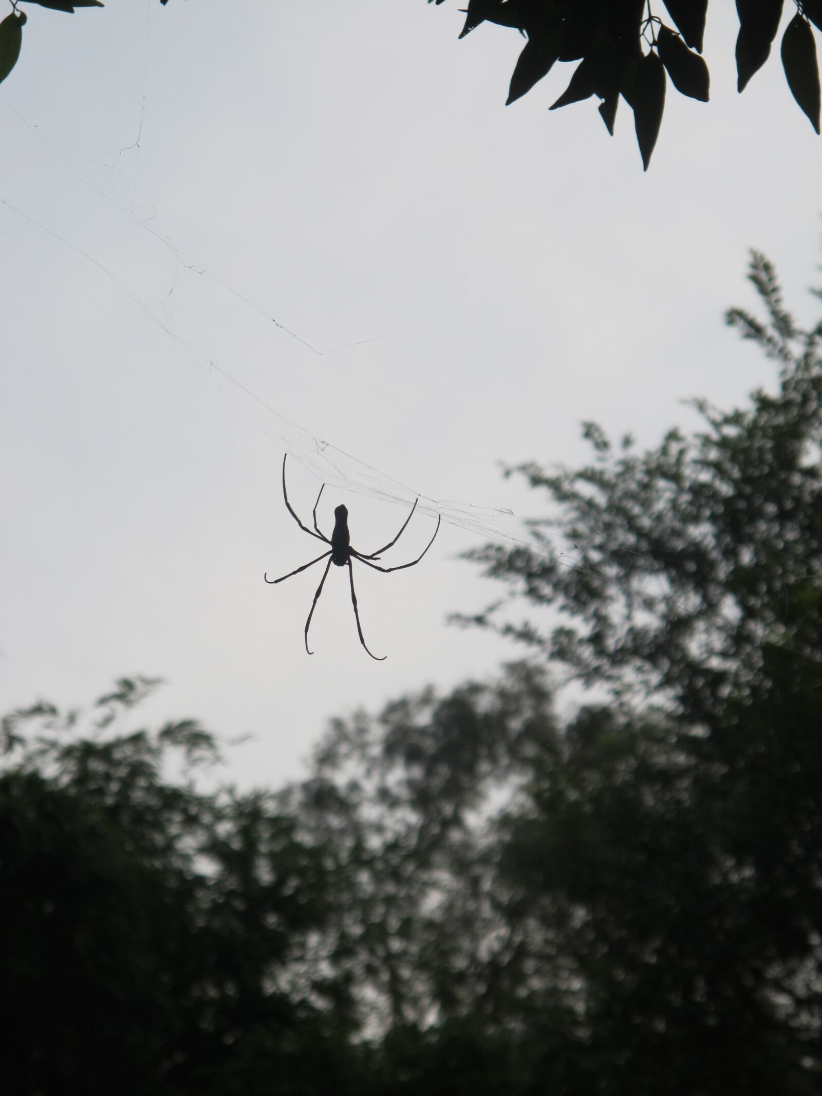 Canon PowerShot G11 sample photo. Spider, china, guangzhou photography