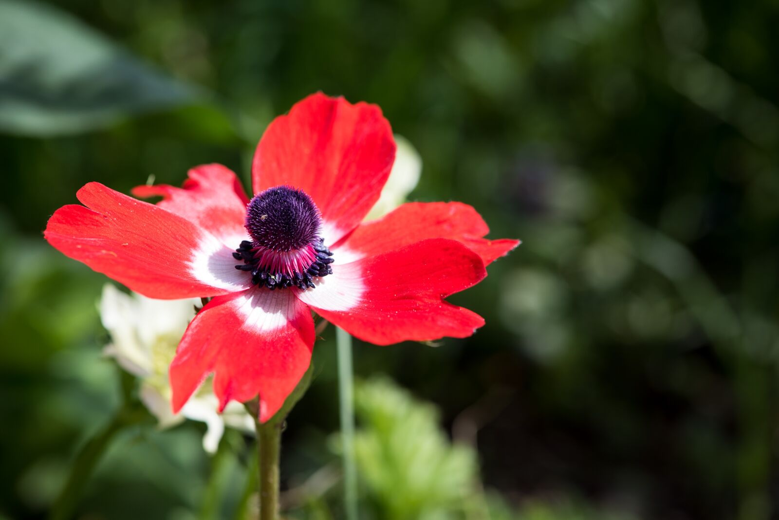 Nikon D750 sample photo. Anemone, red, red anemone photography